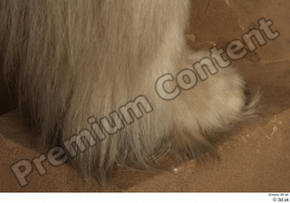 Polar bear foot 0022.jpg